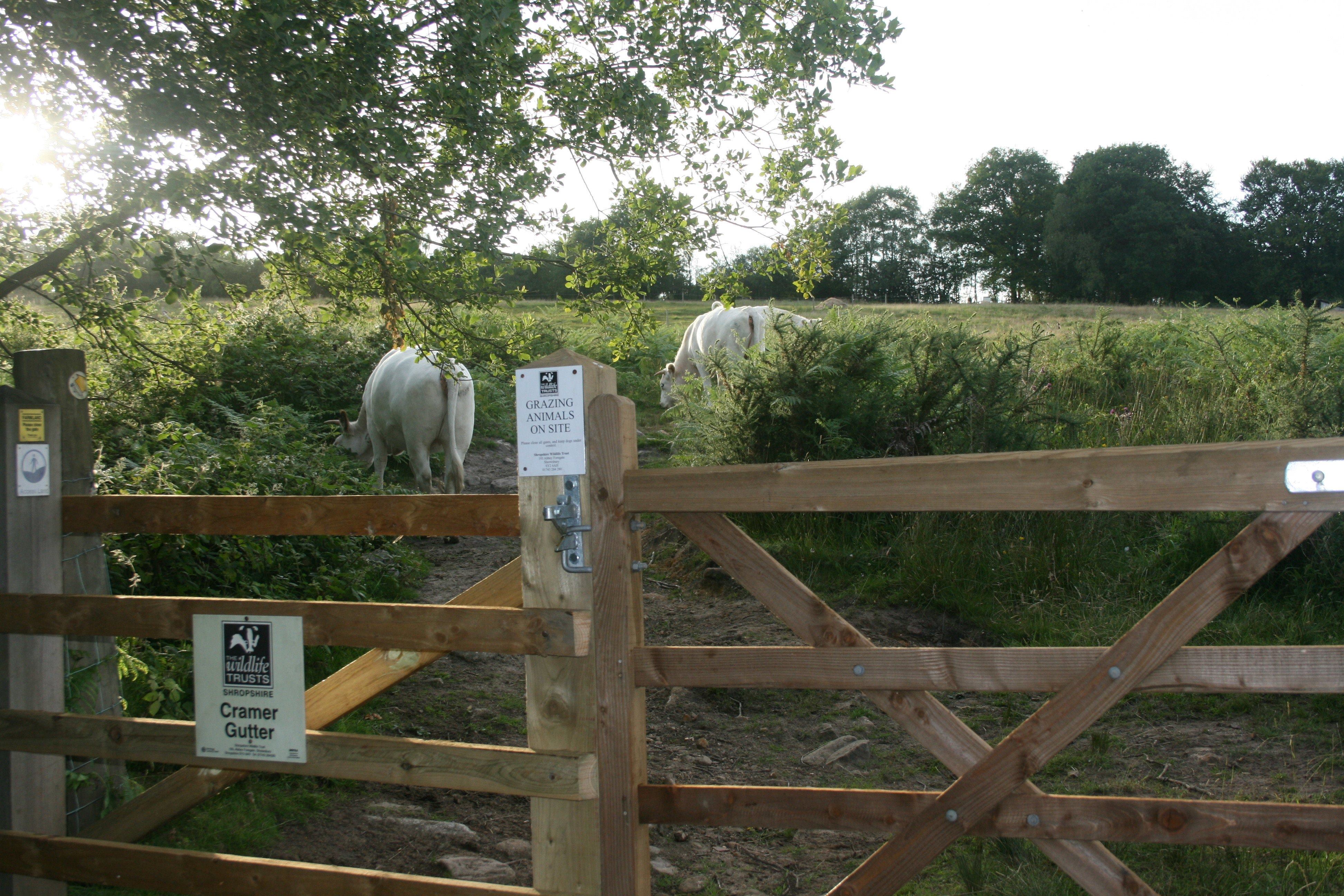 Cattle in Cramer Gutter field 5th July 2010 Cattle in Cramer Gutter field 5th July 2010